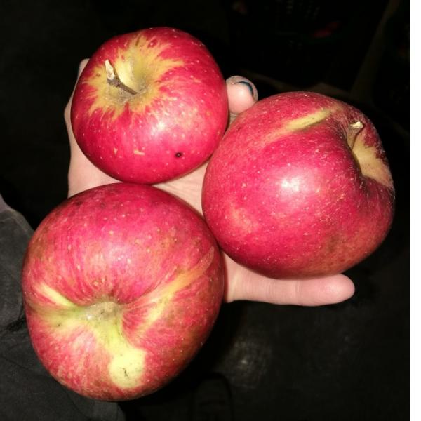 Äpfel vom Hallerhof bei uns im Hofladen